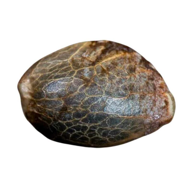 Paradise Seeds Blue Kush Berry 2