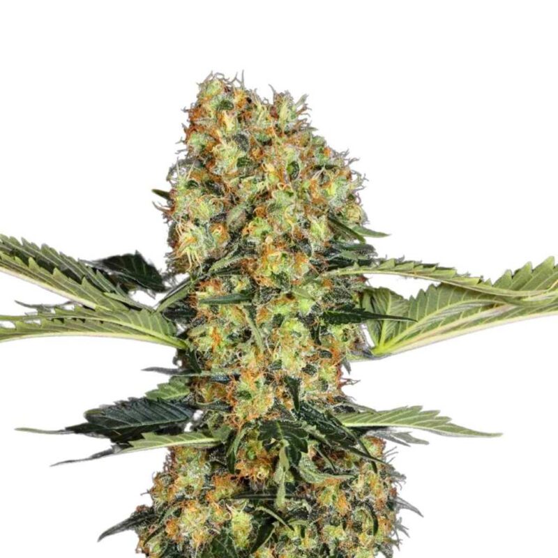 Paradise Seeds Blue Kush Berry 3