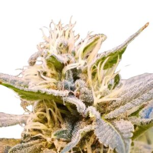 Paradise Seeds CBDelight Feminisierte CBD Samen 3 Samen