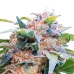 Paradise Seeds CBDream Feminisierte CBD Samen 3 Samen