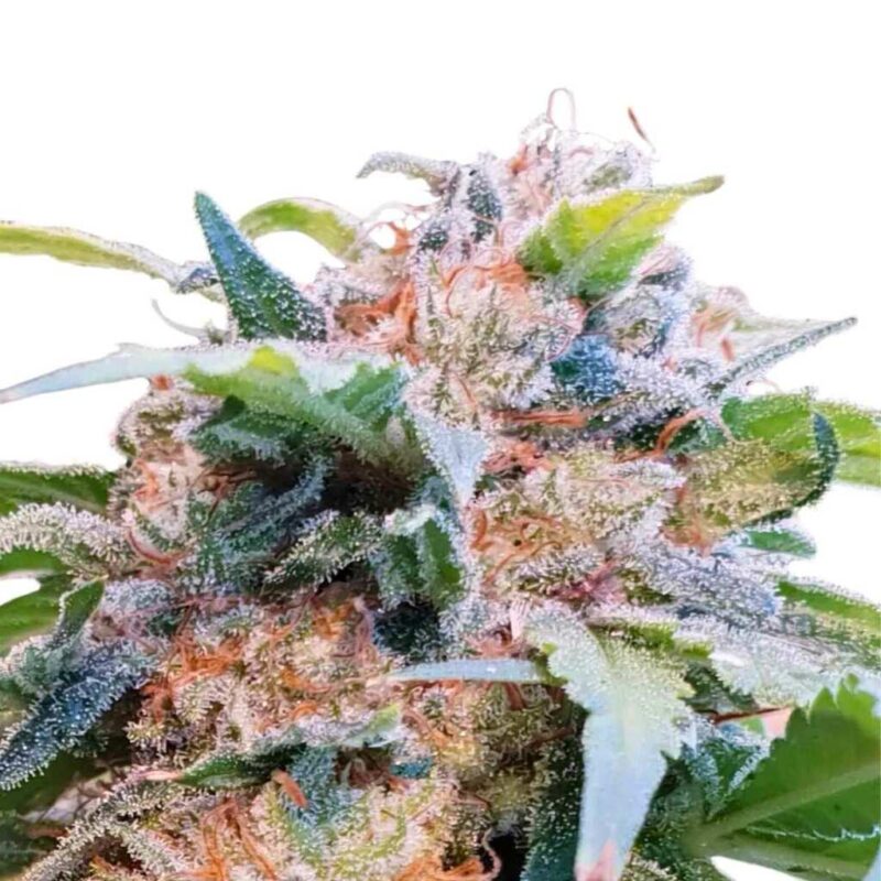 Paradise Seeds CBDream Feminisierte CBD Samen 3 Samen