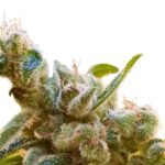 Paradise Seeds CBDrelax Feminisierte CBD Samen 3 Samen