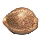 Paradise Seeds CBDrelax Feminisierte CBD Samen 3 Samen 2