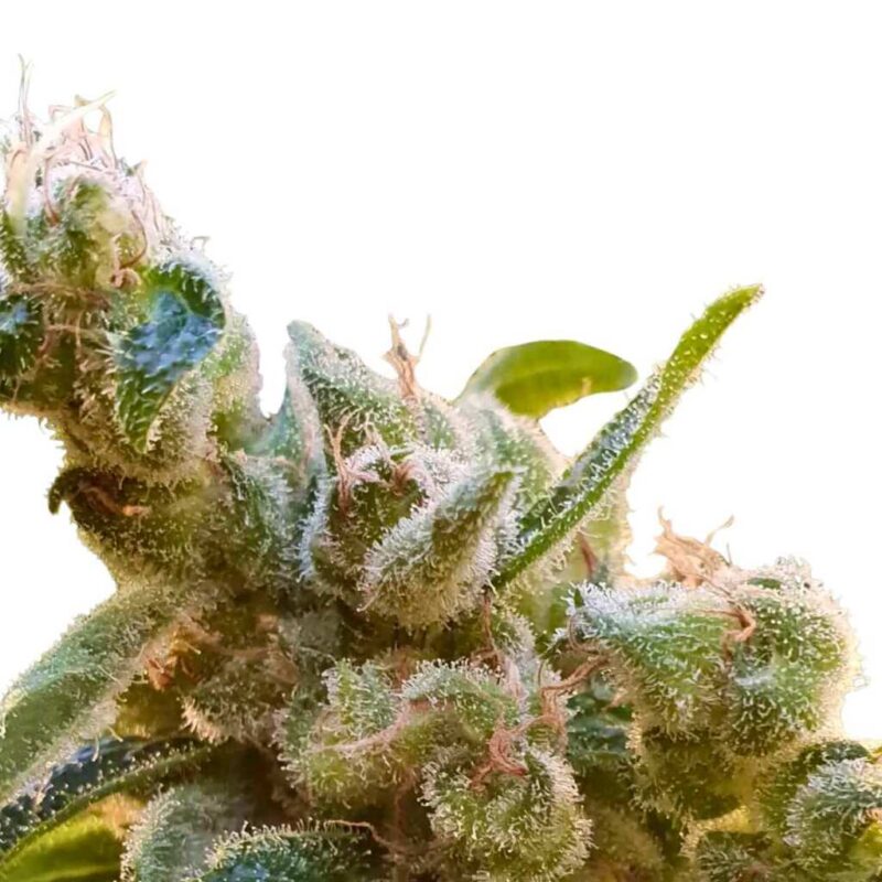 Paradise Seeds CBDrelax Feminisierte CBD Samen 3 Samen