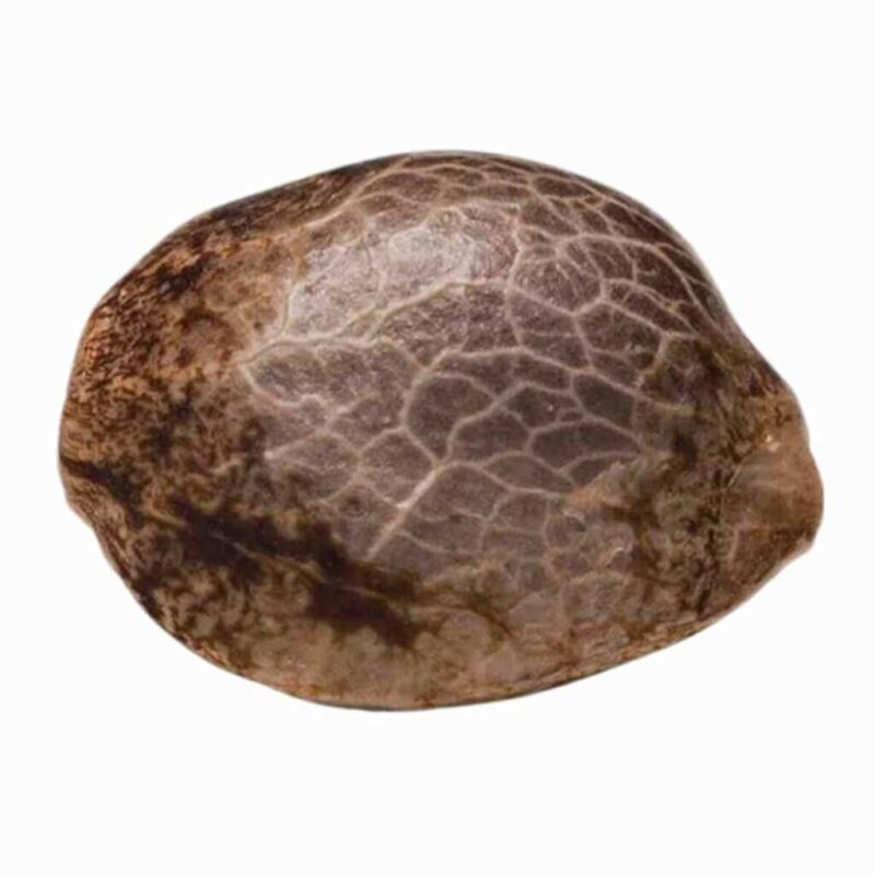 Paradise Seeds Californian Gold 2
