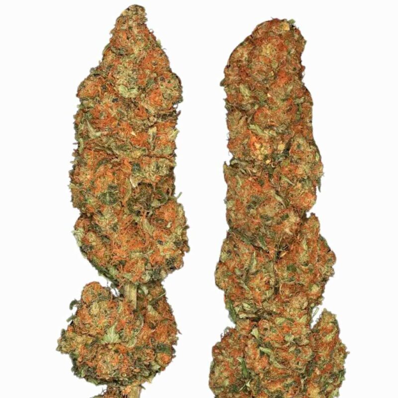 Paradise Seeds Californian Gold 3
