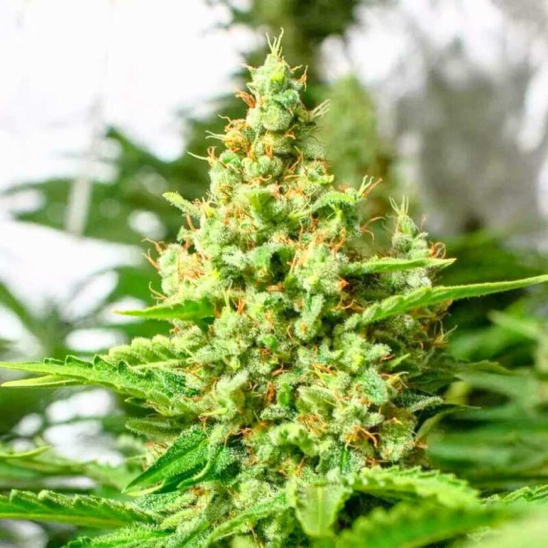 Paradise Seeds Californian Gold 4