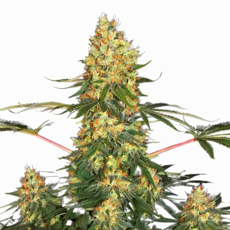 Paradise Seeds Californian Gold 5