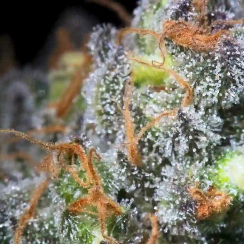 Paradise Seeds Caramba 2