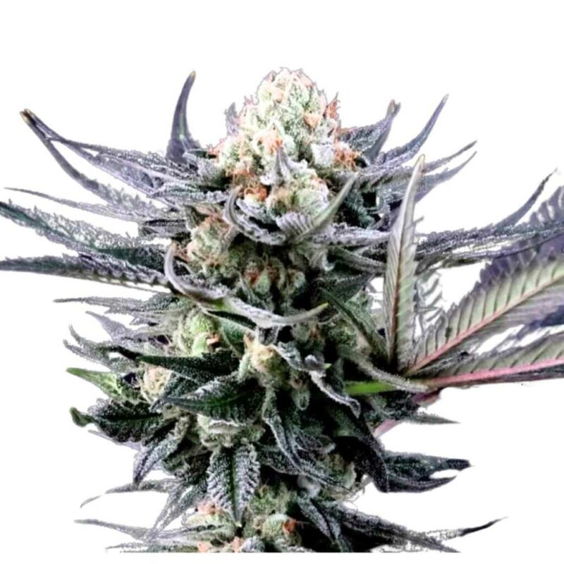Paradise Seeds Caramba 3