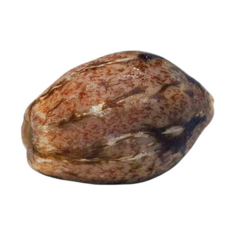 Paradise Seeds Chocolate Wafflez 2
