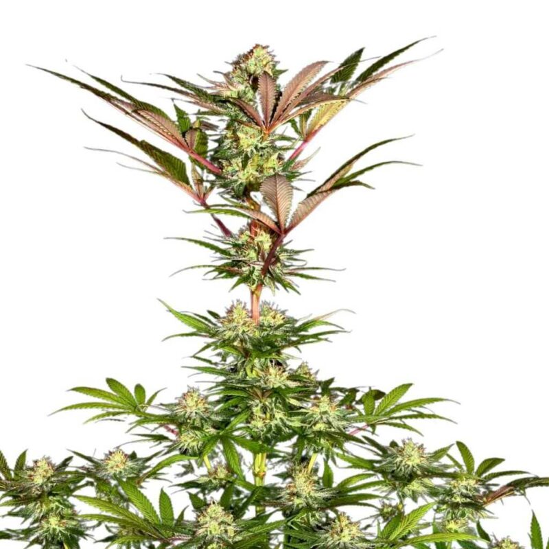 Paradise Seeds Chocolate Wafflez 3
