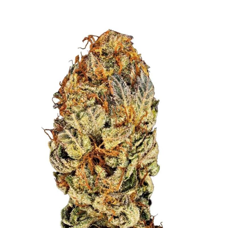 Paradise Seeds Chocolate Wafflez 4