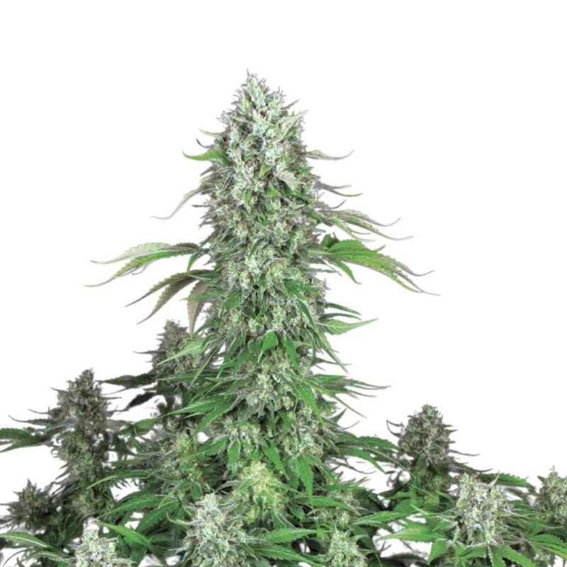 Paradise Seeds Dutch Dragon 2