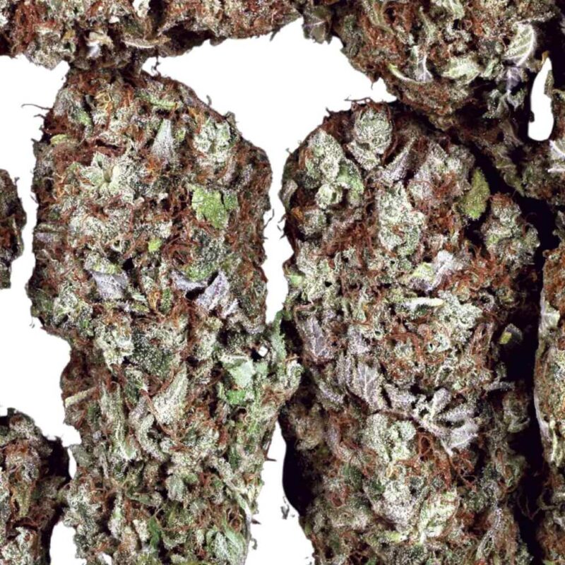 Paradise Seeds Dutch Dragon 3