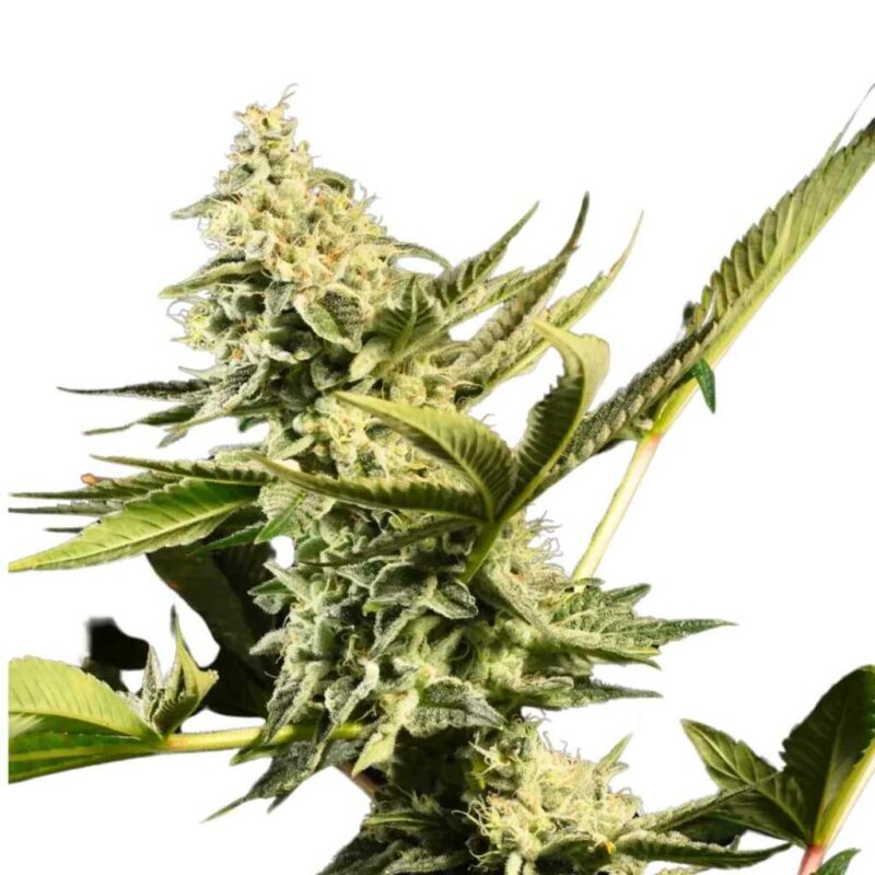 Paradise Seeds Glowstarz 2