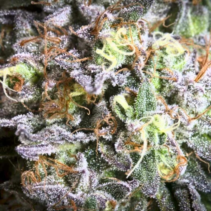 Paradise Seeds Gulupa 2