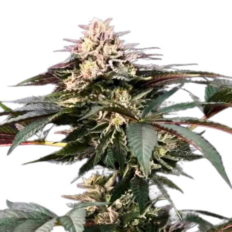 Paradise Seeds Gulupa 3