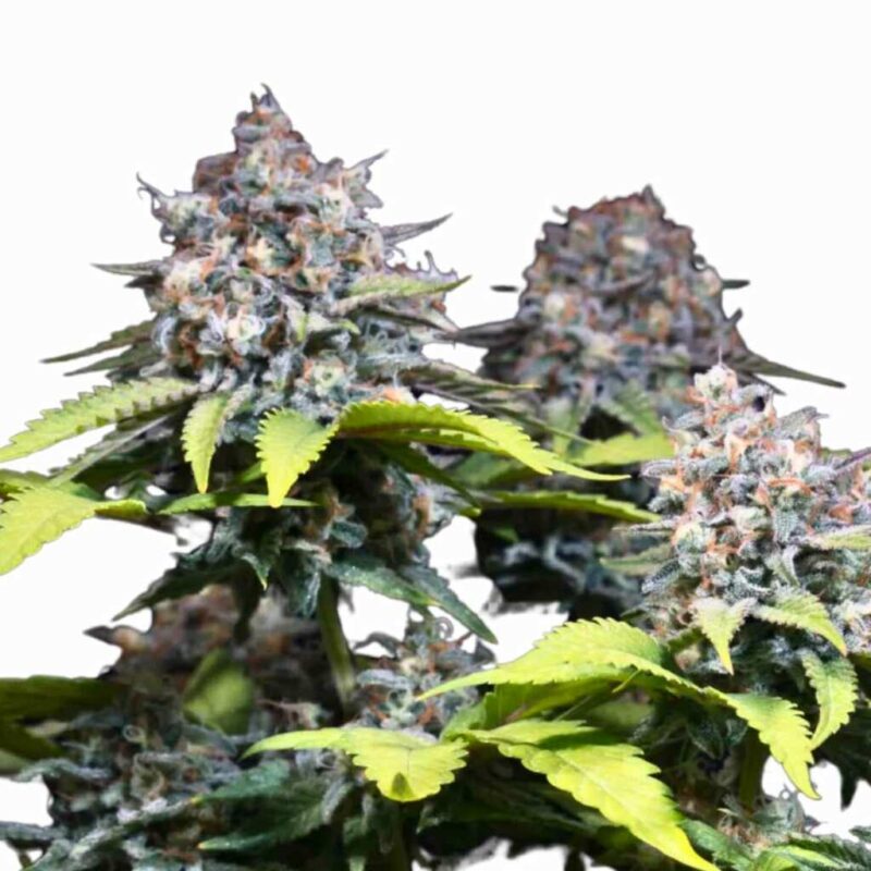 Paradise Seeds Highway 66 2