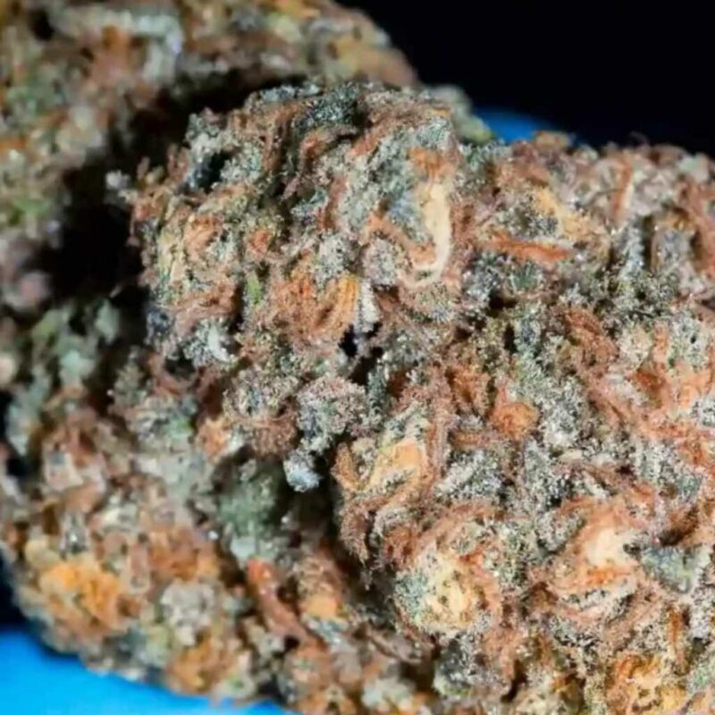 Paradise Seeds Highway 66 3