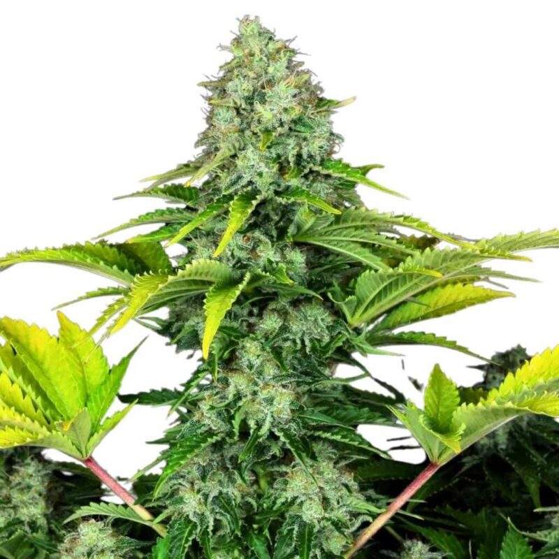 Paradise Seeds Ice Cream 3