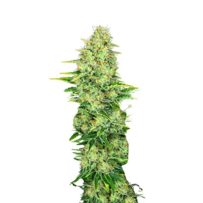 Paradise Seeds Ice Cream 4