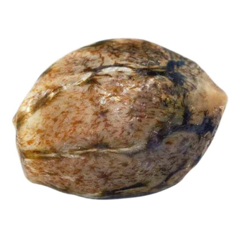 Paradise Seeds Jack Auto 2