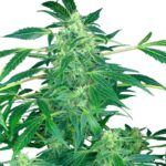 Paradise Seeds Jack Auto 3