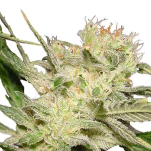 Paradise Seeds Jack Auto