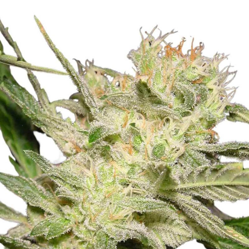 Paradise Seeds Jack Auto