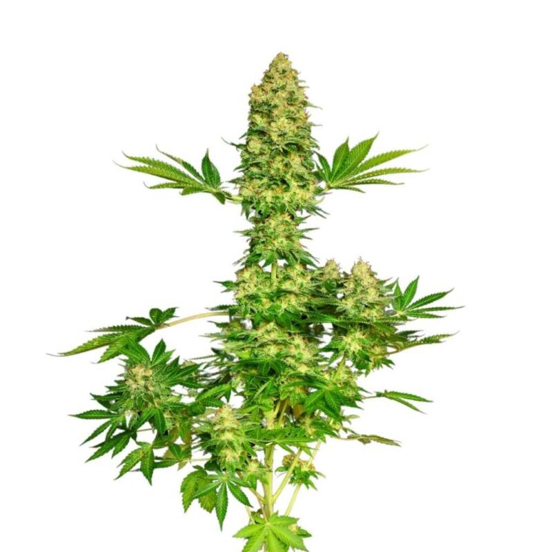 Paradise Seeds Jacky White 3