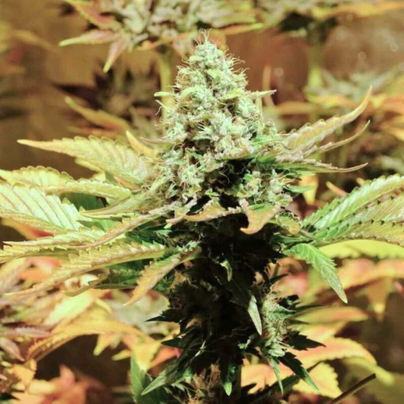 Paradise Seeds Jacky White 4
