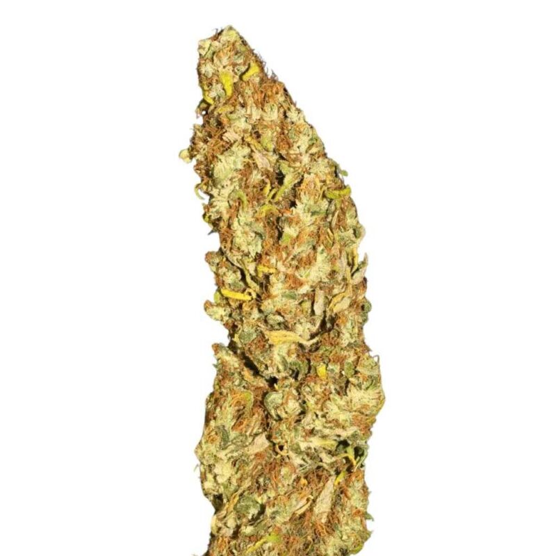 Paradise Seeds Jacky White 5