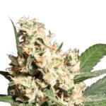 Paradise Seeds L.A. Amnesia