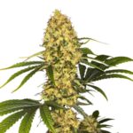 Paradise Seeds L.A. Amnesia 3