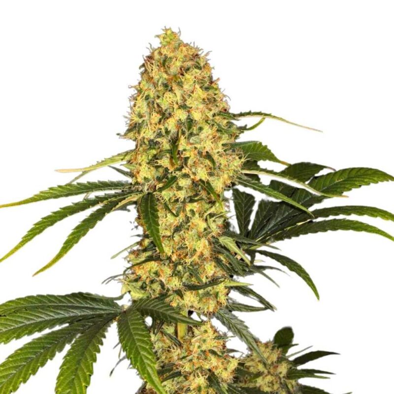 Paradise Seeds L.A. Amnesia 3