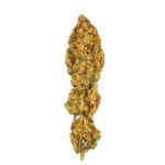 Paradise Seeds L.A. Amnesia 4