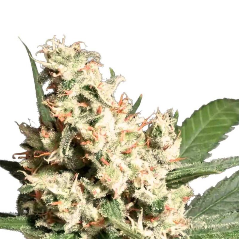 Paradise Seeds L.A. Amnesia