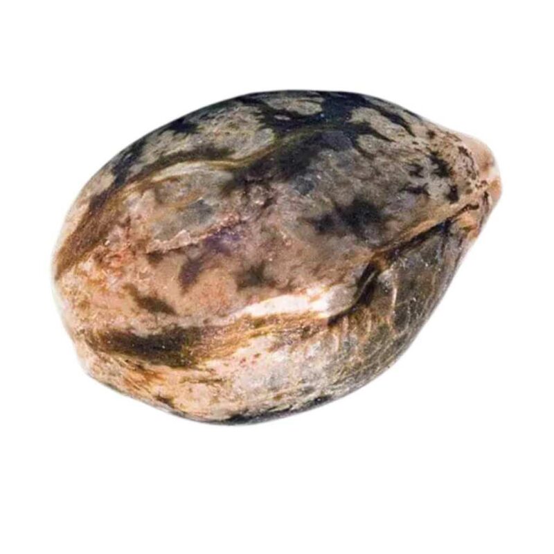 Paradise Seeds Mendocino Skunk 2