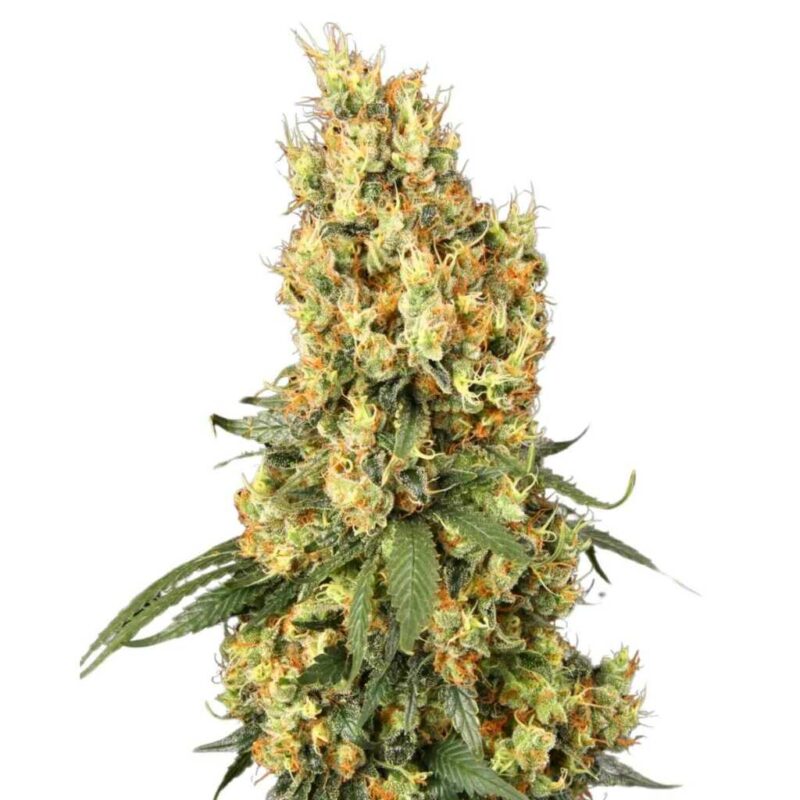 Paradise Seeds Mendocino Skunk 5