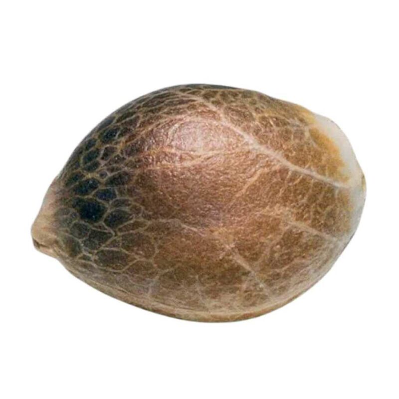 Paradise Seeds Nebula Feminisierte Cannabissamen 2