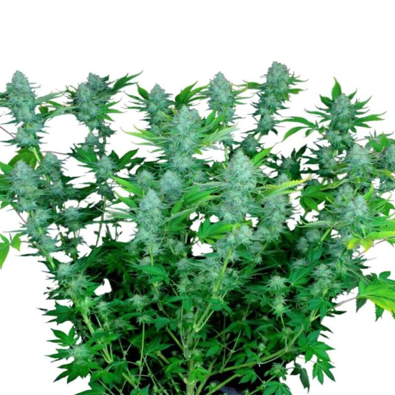 Paradise Seeds Nebula Feminisierte Cannabissamen 3