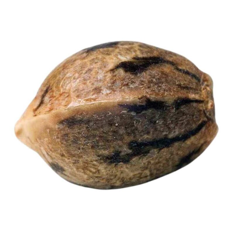 Paradise Seeds Opium 2 Paradise Seeds Opium 2