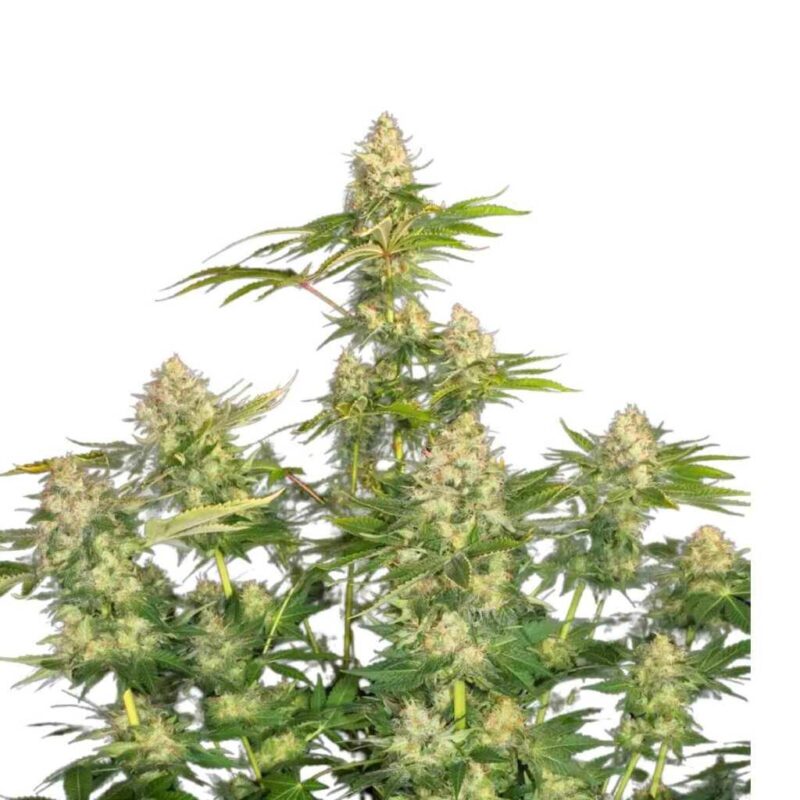 Paradise Seeds Opium 3 Paradise Seeds Opium 3