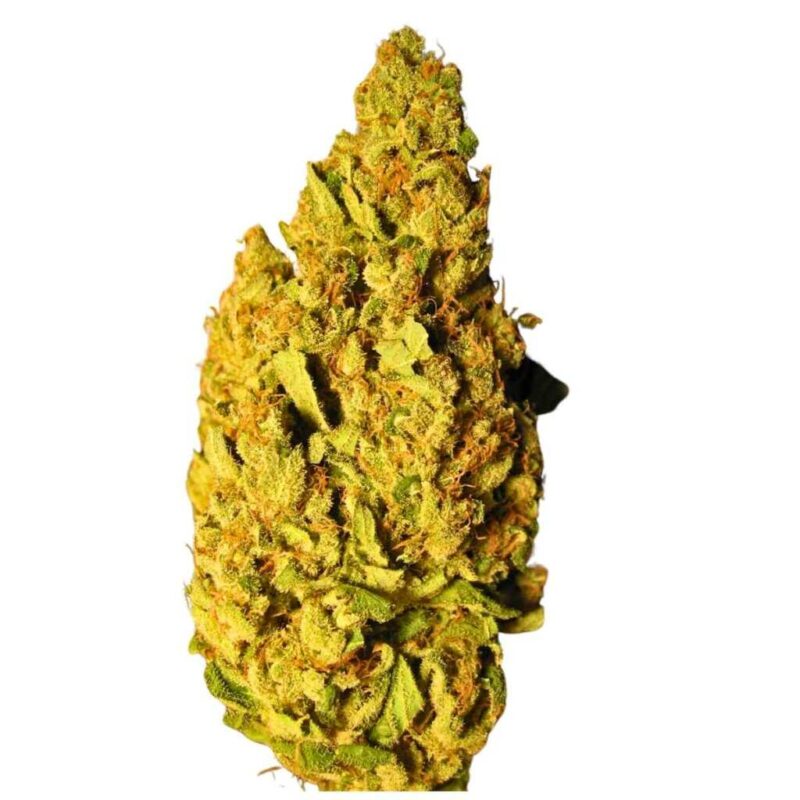 Paradise Seeds Opium 4 Paradise Seeds Opium 4