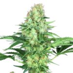 Paradise Seeds Original White Widow IBL 3