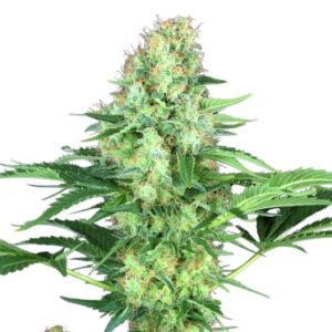 Paradise Seeds Original White Widow IBL 3