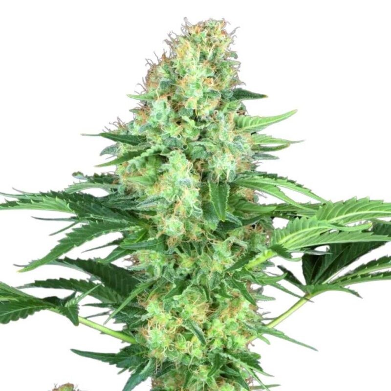 Paradise Seeds Original White Widow IBL 3