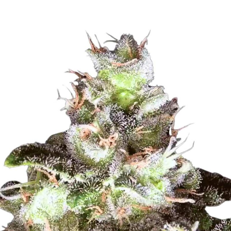 Paradise Seeds Original White Widow IBL