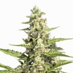 Paradise Seeds Pandora Auto